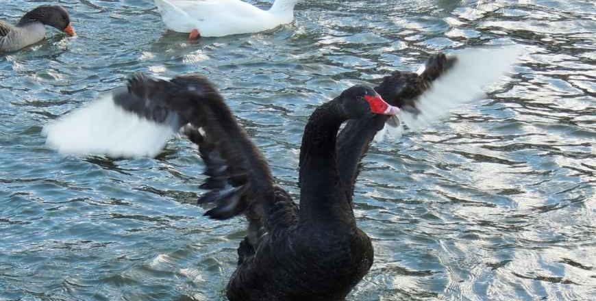 2020, black swan colonies