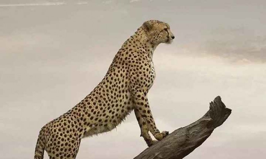 Ghepardul Asiei Centrale, mai șiret ca ursul Siberian